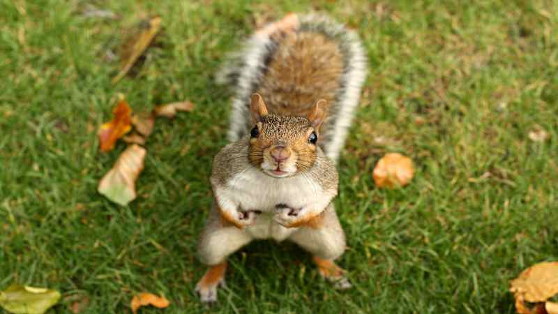 'Squirrel squatters' go nuts in man's car